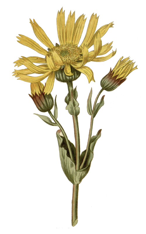 Il·lustració de flor i tija d'àrnica